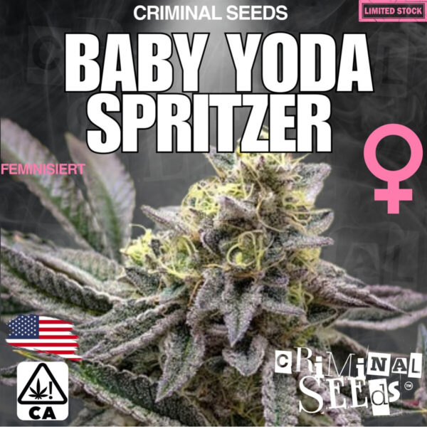 Baby Yoda Spritzer – Criminal Seeds feminisiert 3er Pack Cannabis Samen