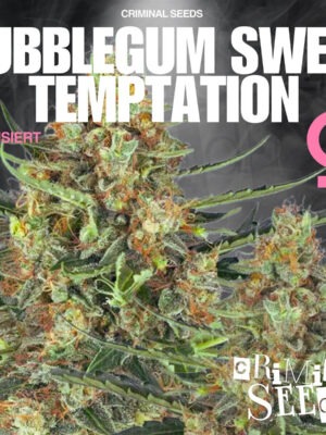 Plant Bends, 50 St je Pckg Cannabis Samen