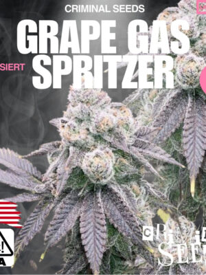 Critical Auto Criminal Seeds 3er Pack Cannabis Samen