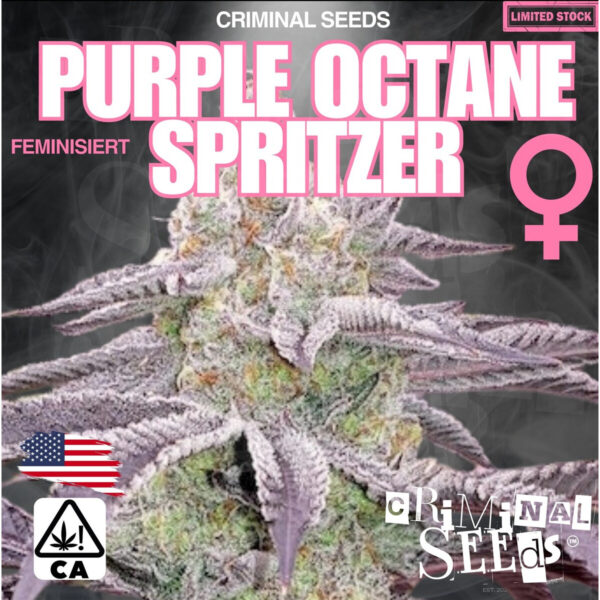 Family Purple feminisiert Criminal Seeds 3er Pack Cannabis Samen