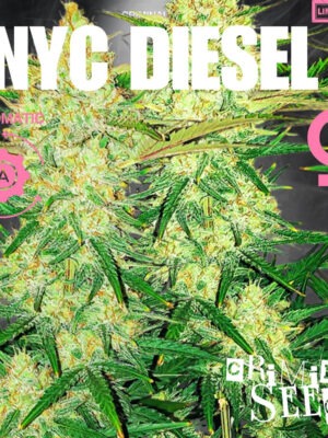Extraktorbeutel 20 Liter 5 Siebe Cannabis Samen
