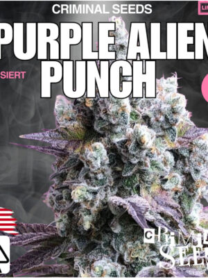 criminal-seeds-gorilla-ice-cake-cream-x-cali-fem-3st.jpg Gorilla Ice Cake Cream x Cali - Criminal Seeds feminisiert 3er Pack