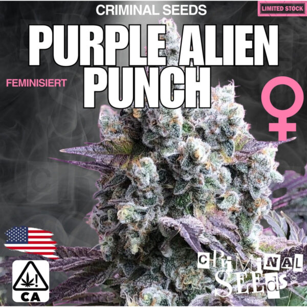criminal-seeds-gorilla-ice-cake-cream-x-cali-fem-3st.jpg Gorilla Ice Cake Cream x Cali – Criminal Seeds feminisiert 3er Pack Cannabis Samen