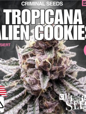 criminal-seeds-lemon-cherry-ice-cream-x-cali-fem-3st.jpg Lemon Cherry Ice Cream x Cali - Criminal Seeds feminisiert 3er Pack