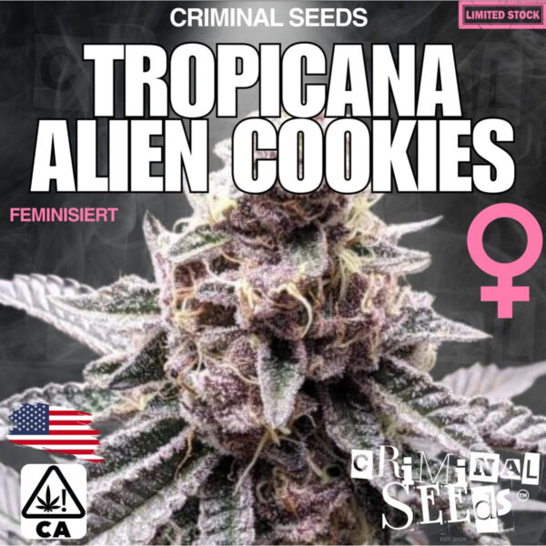criminal-seeds-lemon-cherry-ice-cream-x-cali-fem-3st.jpg Lemon Cherry Ice Cream x Cali – Criminal Seeds feminisiert 3er Pack Cannabis Samen