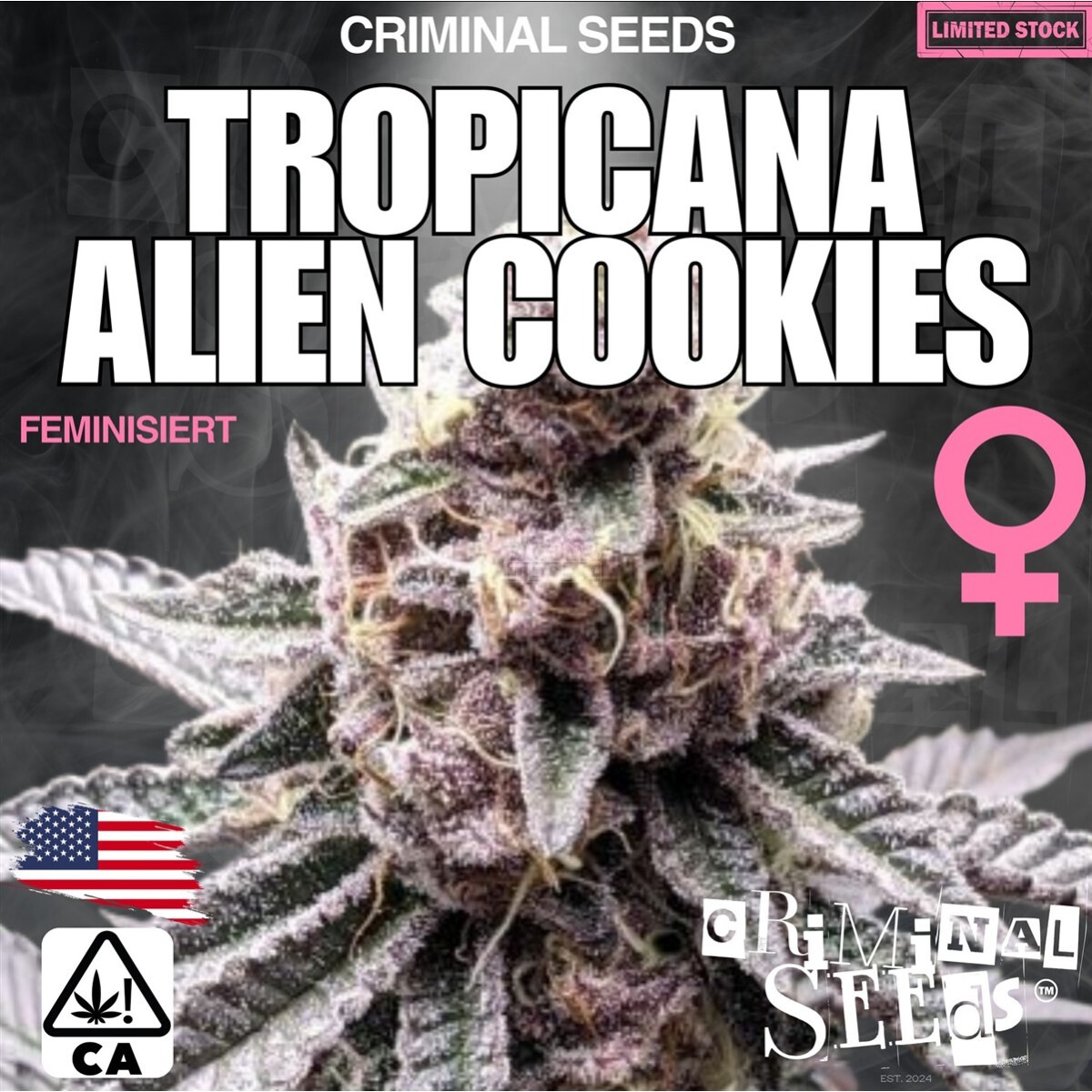 Lemon Cherry Ice Cream x Cali - Criminal Seeds feminisiert 3er Pack
