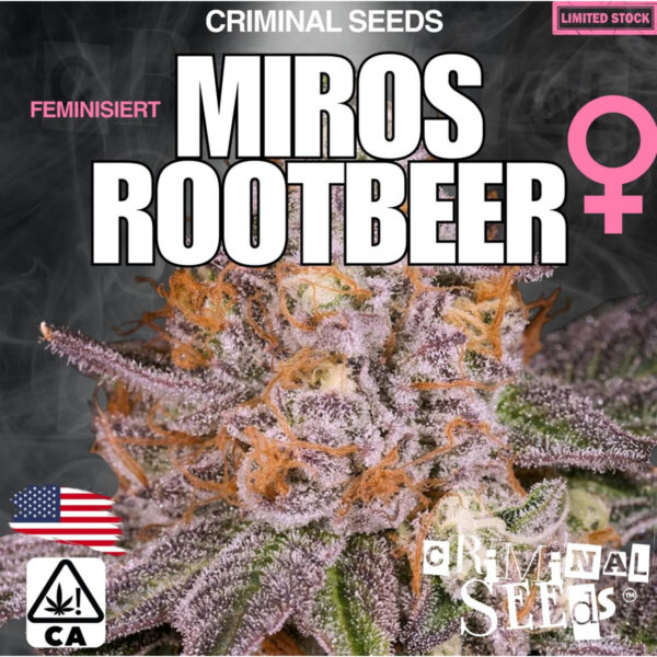 Miros Rootbeer x Cali – Criminal Seeds feminisiert 3er Pack Cannabis Samen
