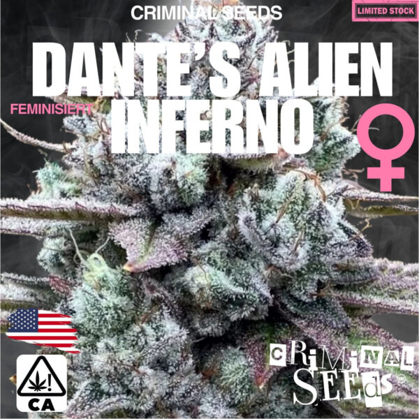 criminal-seeds-mochi-og-kush-x-cali-fem-3st.jpg Mochi OG Kush x Cali – Criminal Seeds feminisiert 3er Pack Cannabis Samen