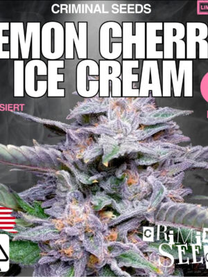 Nebula Aliennova x Cali – Criminal Seeds feminisiert 3er Pack Cannabis Samen
