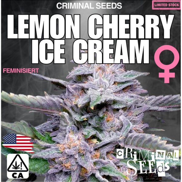 Nebula Aliennova x Cali – Criminal Seeds feminisiert 3er Pack Cannabis Samen