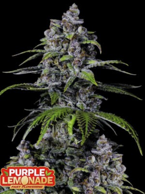 Orange Punch Auto feminisiert Criminal Seeds 3er Pack Cannabis Samen