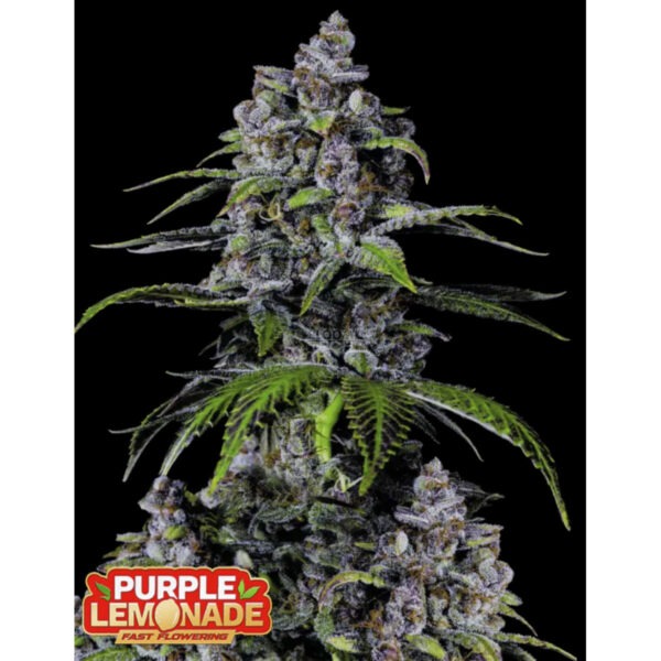 criminal-seeds-orange-punch-auto-fem-3st.jpg Orange Punch Auto feminisiert Criminal Seeds 3er Pack Cannabis Samen