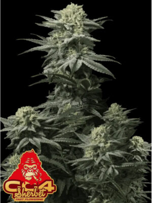Permanent Jungle feminisiert Criminal Seeds 3er Pack Cannabis Samen