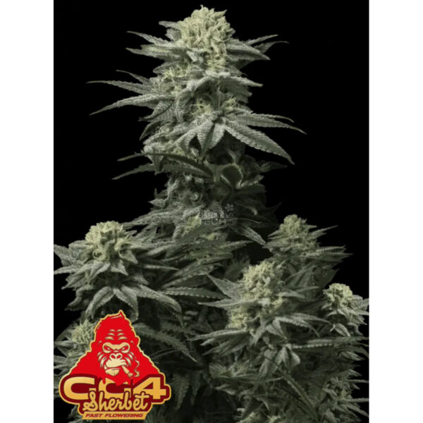 Permanent Jungle feminisiert Criminal Seeds 3er Pack Cannabis Samen