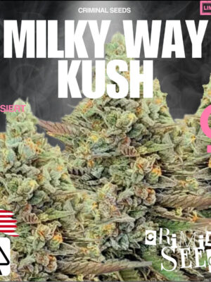 Platinum Dragon x Cali – Criminal Seeds feminisiert 3er Pack Cannabis Samen