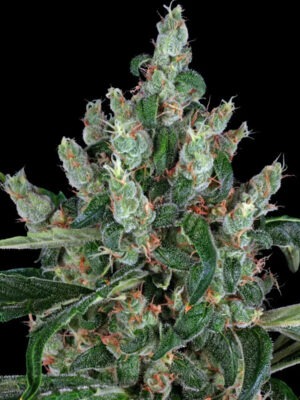 Purple Alien Punch x Cali - Criminal Seeds feminisiert 3er Pack