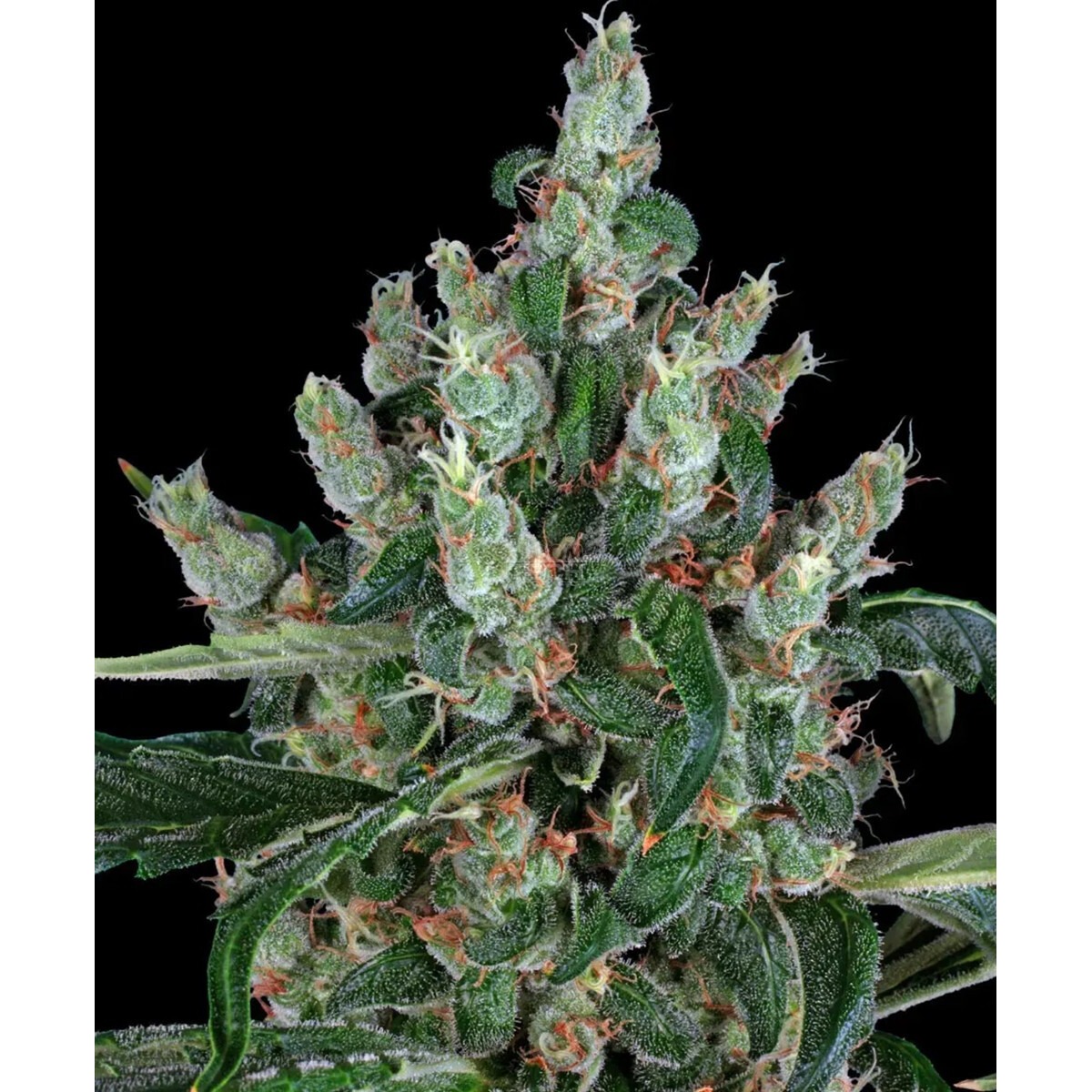 Purple Alien Punch x Cali - Criminal Seeds feminisiert 3er Pack