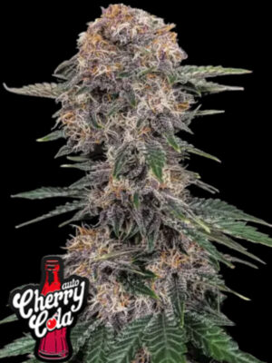 Skywalker Auto Ciminal Seeds 3er Pack Cannabis Samen