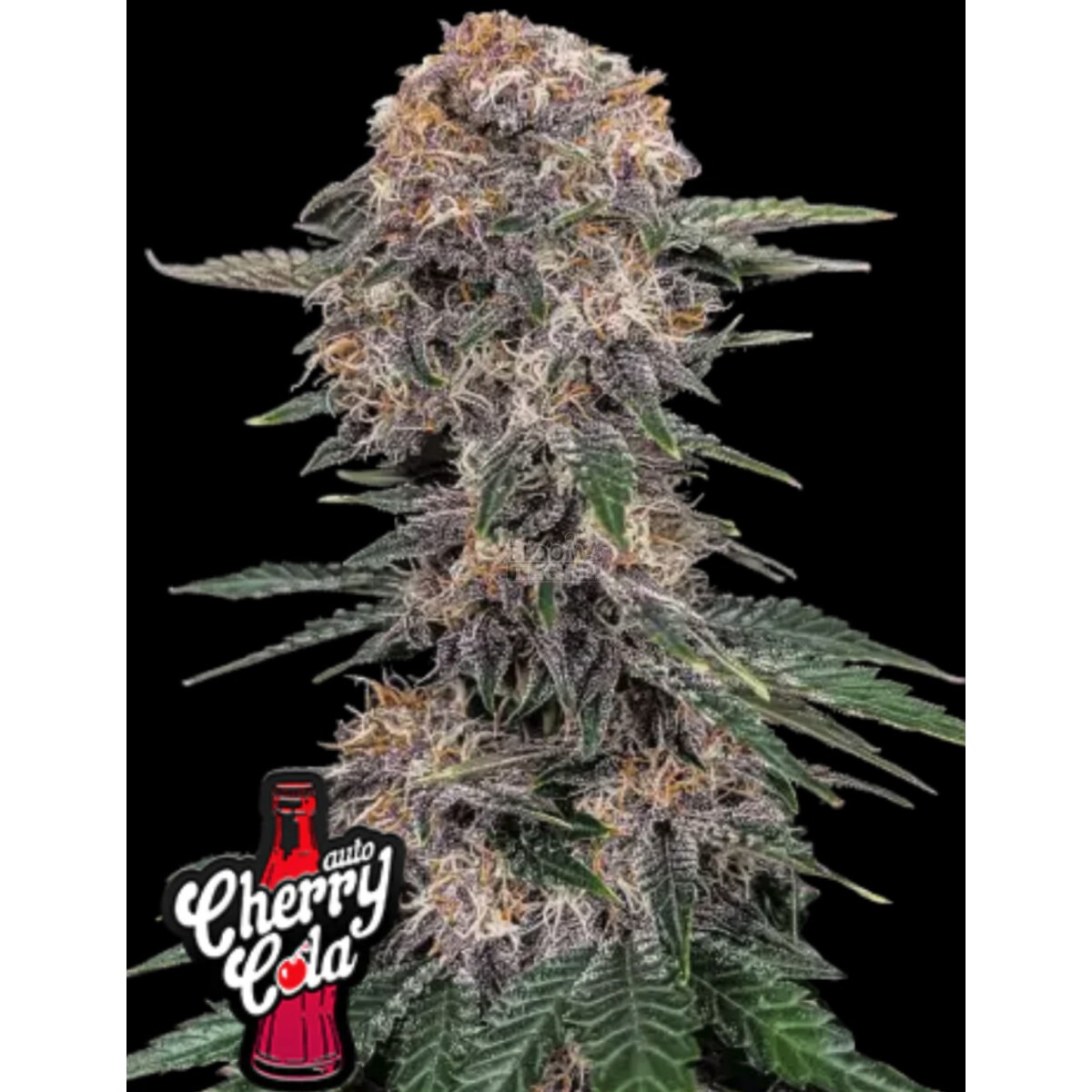 Skywalker Auto Ciminal Seeds 3er Pack