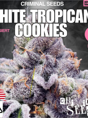 criminal-seeds-white-tropicana-cookies-x-cali-fem-3st.jpg White Tropicana Cookies - Criminal Seeds feminisiert 3er Pack