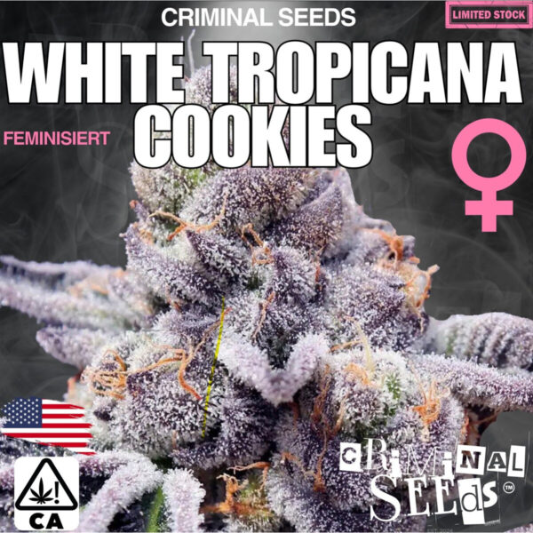 criminal-seeds-white-tropicana-cookies-x-cali-fem-3st.jpg White Tropicana Cookies – Criminal Seeds feminisiert 3er Pack Cannabis Samen