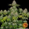 Barney's Farm critical kush Samen – Bild 2