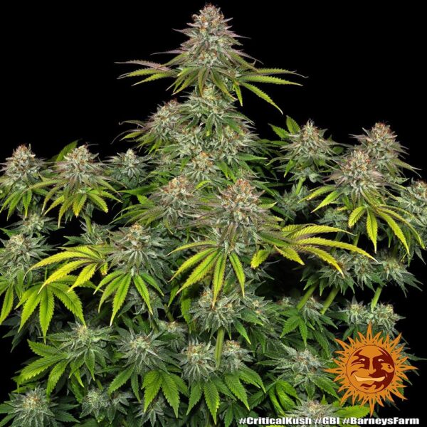 Barney's Farm critical kush Samen – Bild 2
