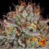 Barney's Farm critical kush Samen – Bild 3