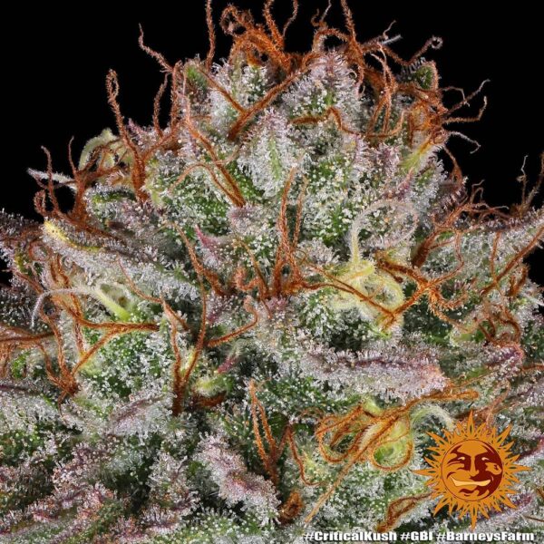 Barney's Farm critical kush Samen – Bild 3
