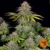 Barney's Farm critical kush Samen – Bild 4