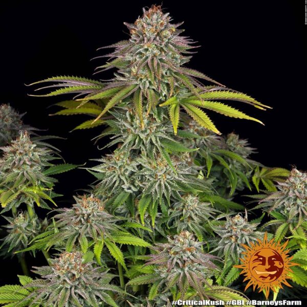 Barney's Farm critical kush Samen – Bild 4