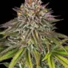 Barney's Farm critical kush Samen