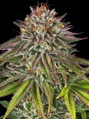 Critical Kush - Barneys Farm feminisiert 3er Pack