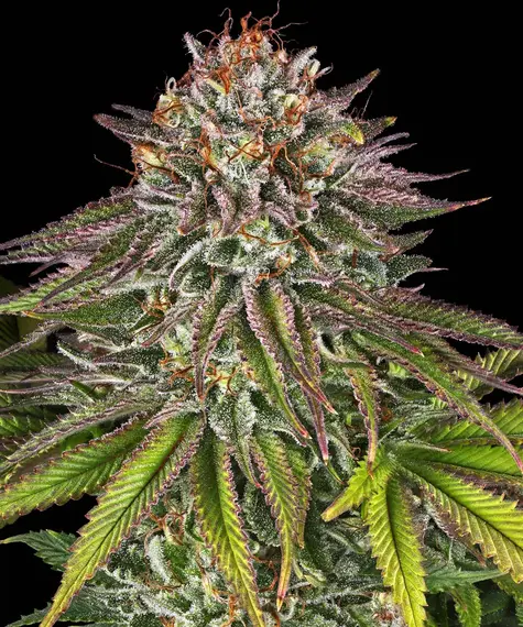 critical kush