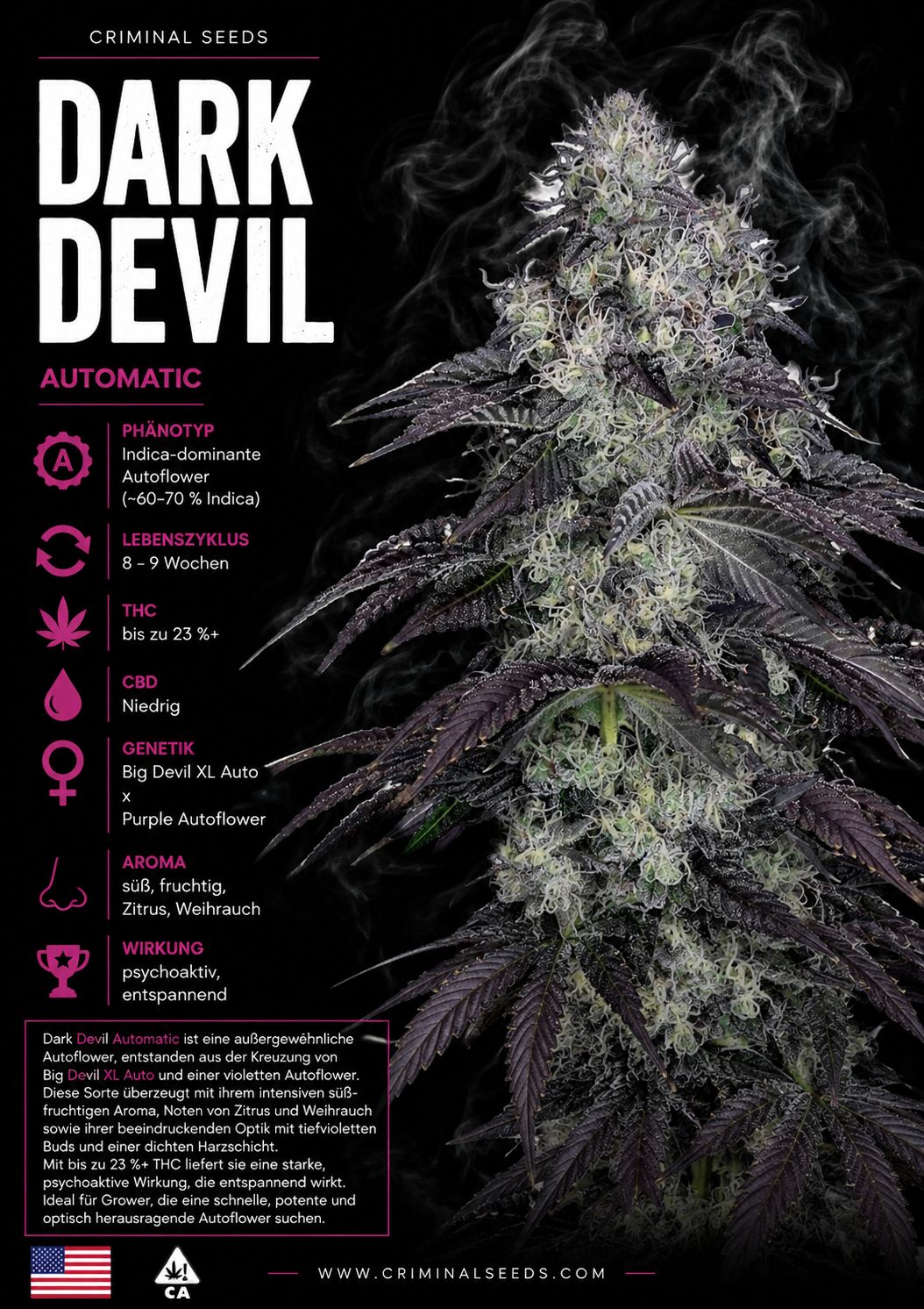 Dark Devil Criminal Seeds 3er Pack