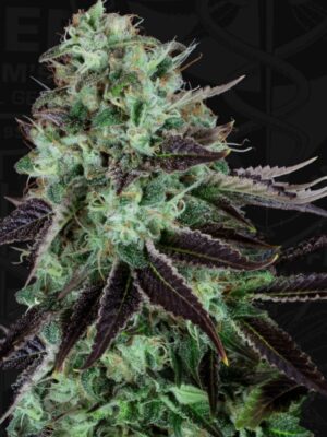Darkstar - T.H. Seeds regulär 5er Pack