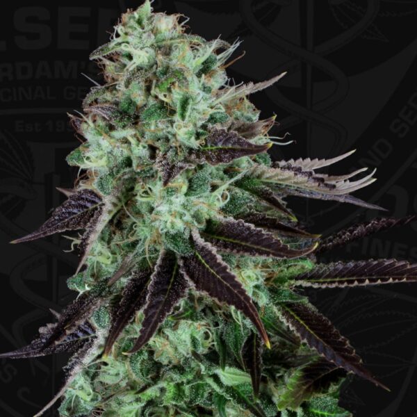 Darkstar - T.H. Seeds regulär 5er Pack
