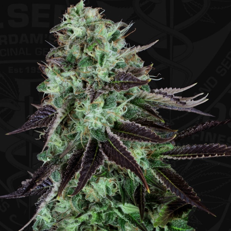 Darkstar - T.H. Seeds regulär 5er Pack