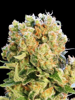 diesel-glue-flower.jpg Diesel Glue - Kannabia feminisiert 3er Pack