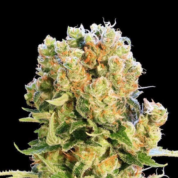 diesel-glue-flower.jpg #6765