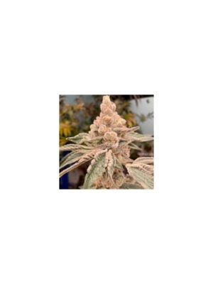 Dirty Banana GEN1 – Ethos feminisiert 5er Pack Cannabis Samen
