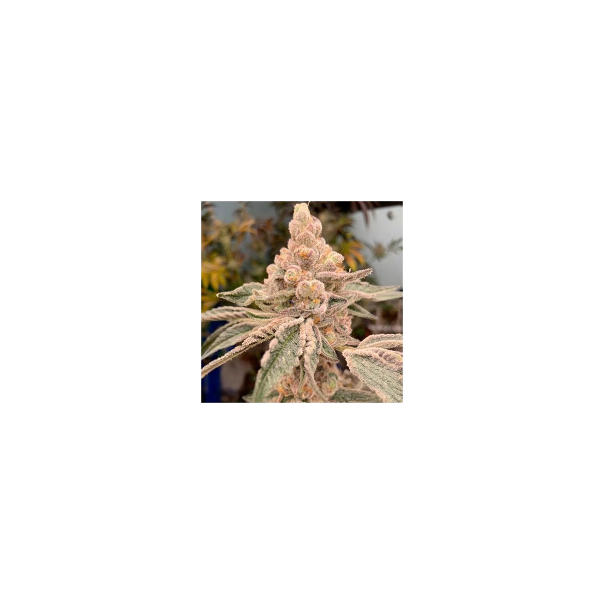 Dirty Banana  GEN1 - Ethos feminisiert 5er Pack