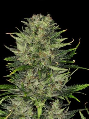 dosidos-auto-planta.jpg Do si Dos Auto - Kannabia feminisiert 3er Pack