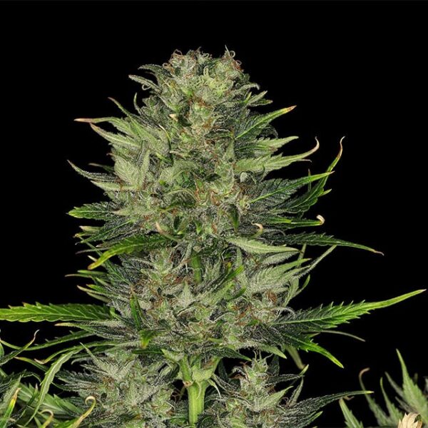 dosidos-auto-planta.jpg Do si Dos Auto - Kannabia feminisiert 3er Pack