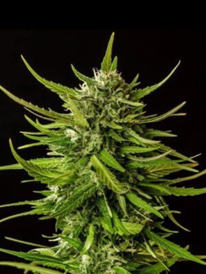 dosidos-planta-2.jpg Do-Si-Dos - Kannabia feminisiert 3er Pack