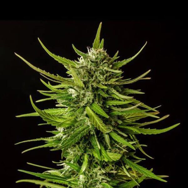 dosidos-planta-2.jpg Do-Si-Dos - Kannabia feminisiert 3er Pack