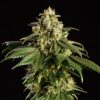 Kannabia dream sherbet Samen