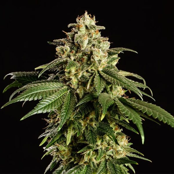 Kannabia dream sherbet Samen