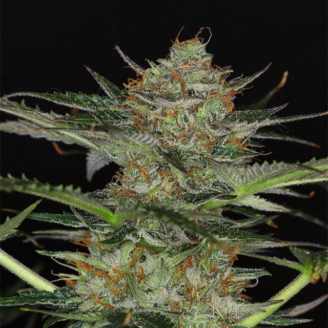 Dream Sherbet Auto - Kannabia feminisiert 3er Pack