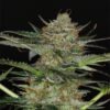 Dream Sherbet - Kannabia feminisiert 3er Pack